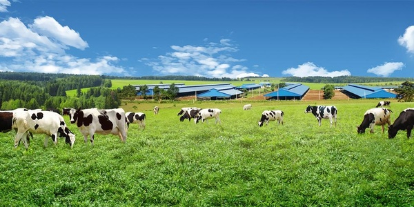 Công ty cổ phần chăn nuôi bò và chế biến sữa Đồng Nai