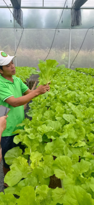 Cải bó xôi (Rau thủy canh)