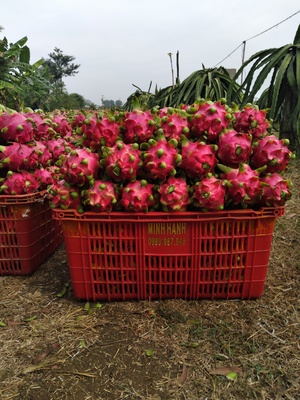 Thanh long ruột đỏ