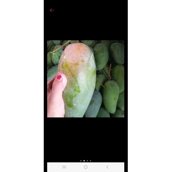 Xoài Ba Mùa Phú Lý ( 4 trái/1kg)